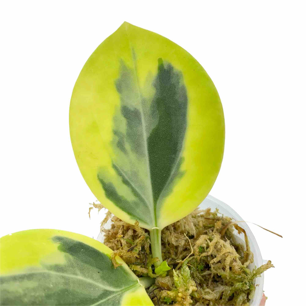 Hoya Pachyclada Albomarginata présentant une feuille charnue panachée de jaune et vert dans son pot de sphaigne