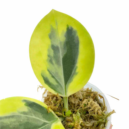 Hoya Pachyclada Albomarginata présentant une feuille charnue panachée de jaune et vert dans son pot de sphaigne