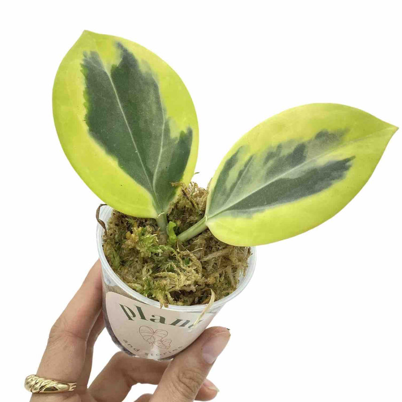 Hoya Pachyclada Albomarginata