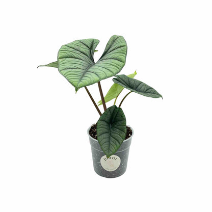 Alocasia Platinum