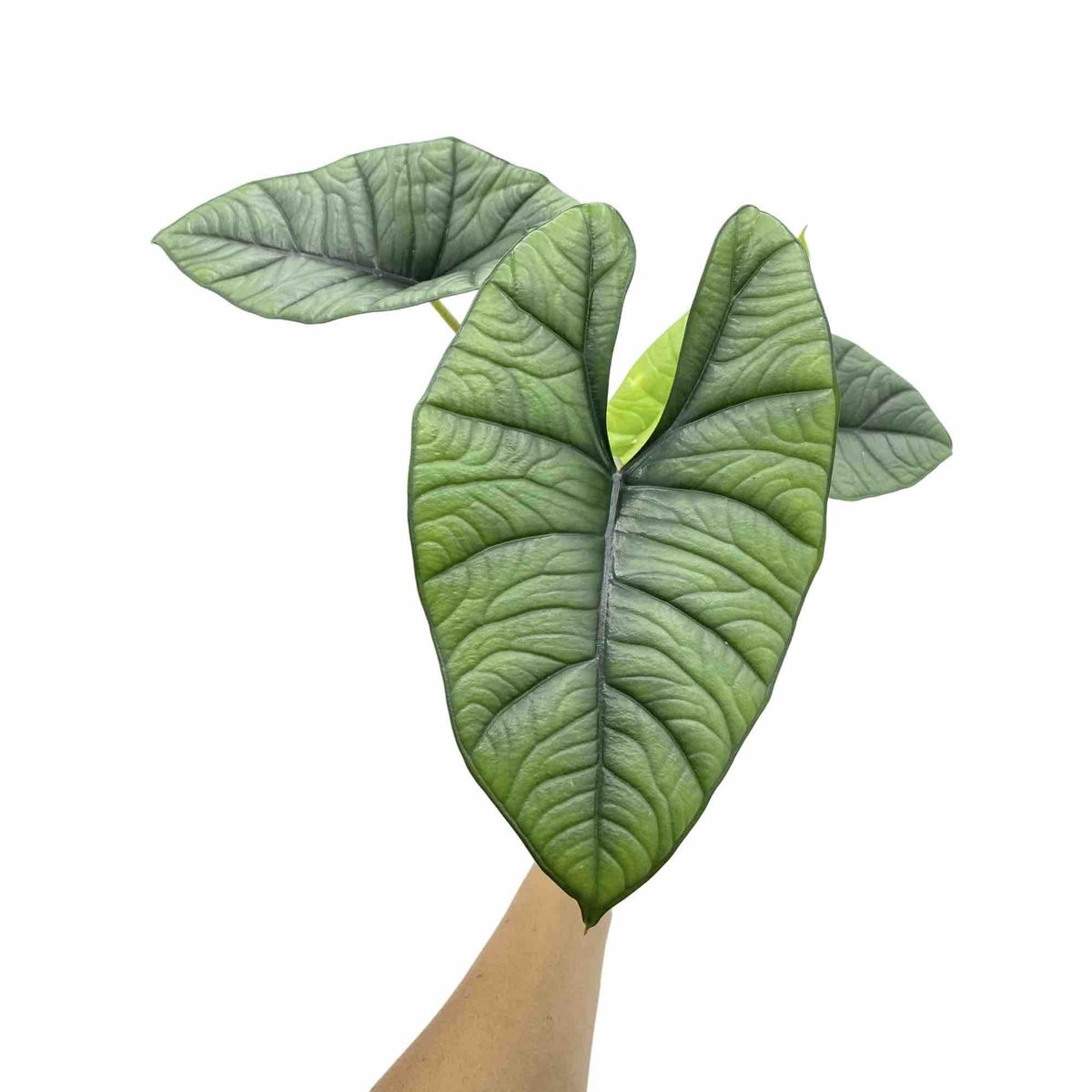 Alocasia Platinum aux feuilles métalliques vert argenté et texturées avec des nervures marquées sur fond blanc