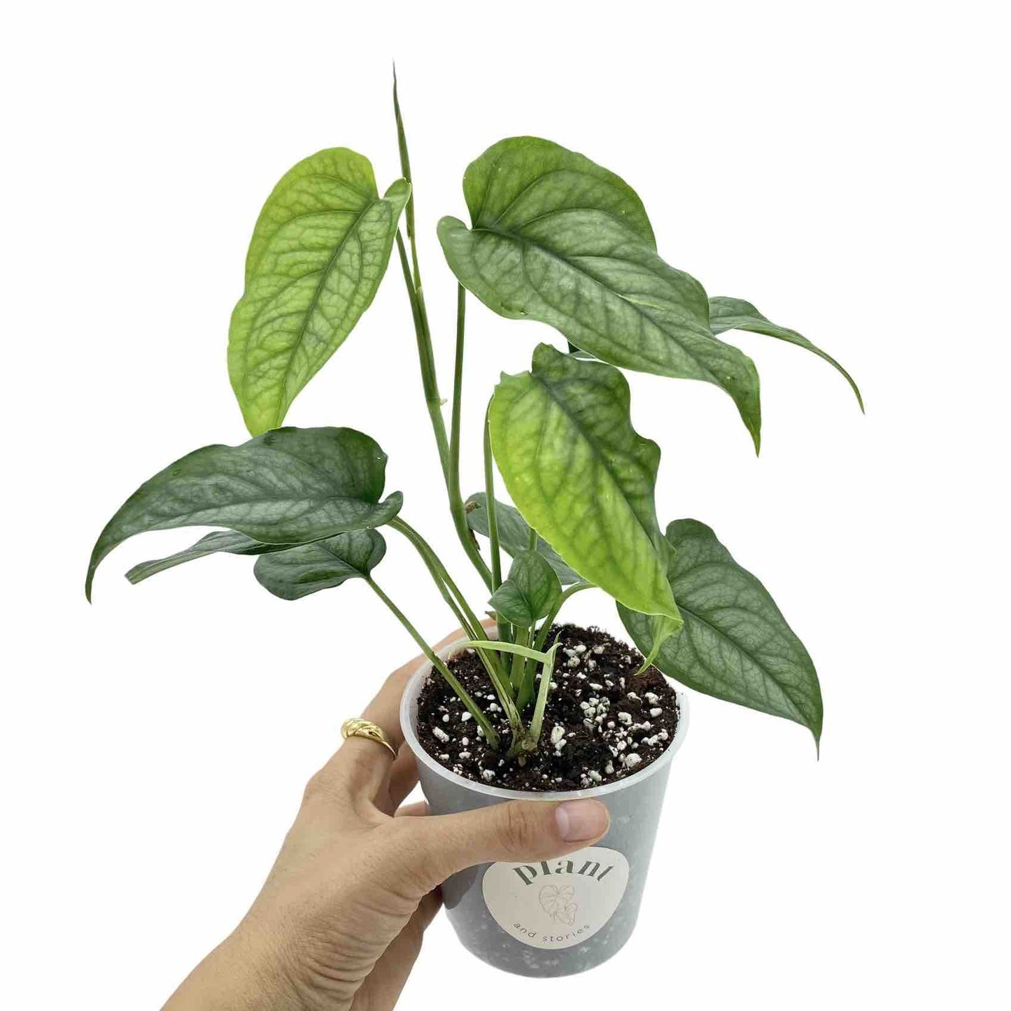 Monstera Siltepecana
