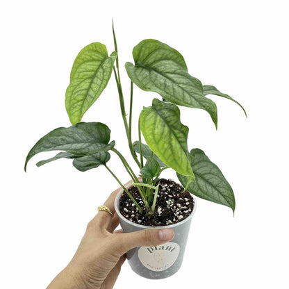 Monstera Siltepecana