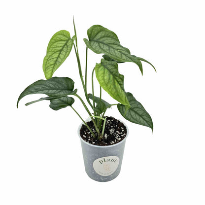 Monstera Siltepecana