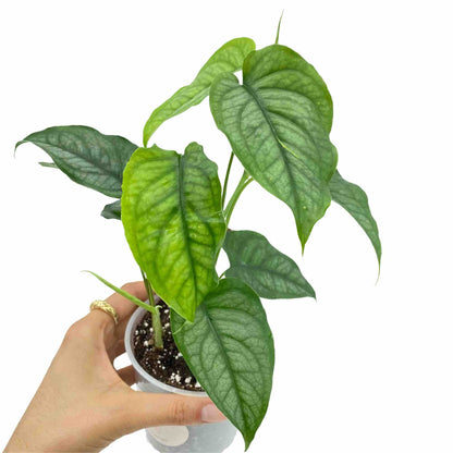 Monstera Siltepecana