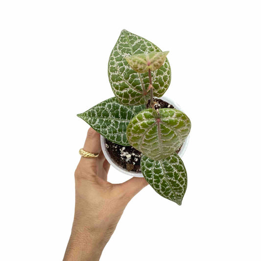 Piper Crocatum 'Ornatum'