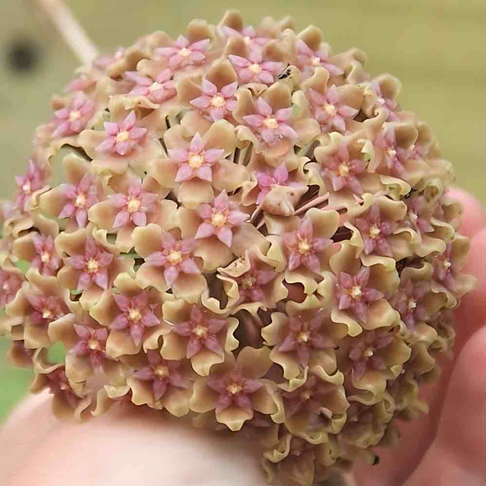 Grappe de fleurs Hoya Glabra Splash aux pétales exterieurs beige clair et au cœur et aux pistils roses