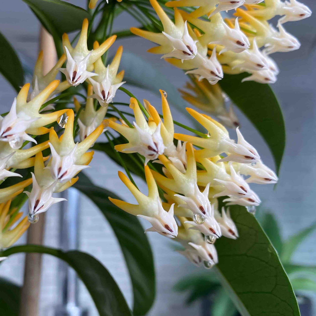 Magnifique grappe de fleurs en forme d'étoiles de l'Hoya Multiflora Splash, avec des pétales crème et des pointes jaunes