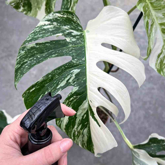 Un pulvérisateur noir pour plantes devant une feuille de Monstera panachée verte et blanche