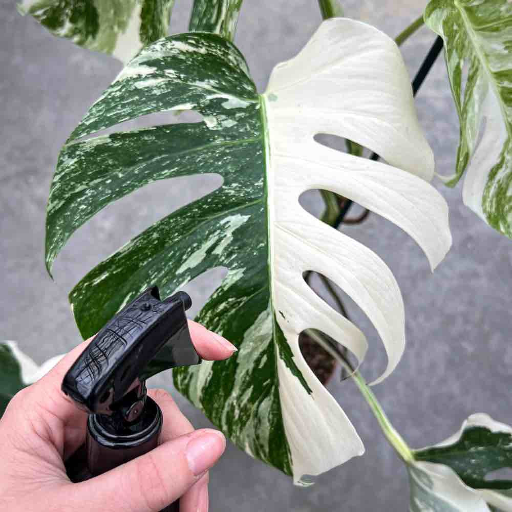 Pulvérisateur pour plantes 250ml + Bouteille de 100ml de Savon noir concentré pour plantes