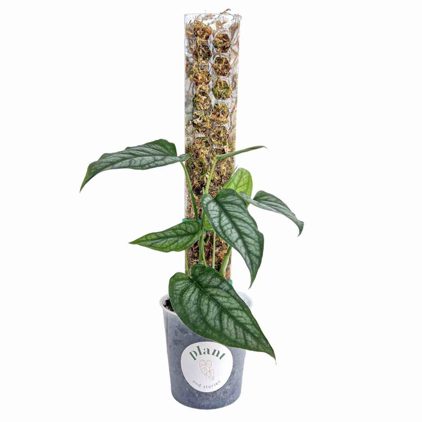 Pack of 3 transparent plant supports + 1m of free Velcro tape - Support for climbing plants