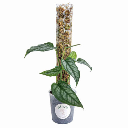 Pack of 3 transparent plant supports + 1m of free Velcro tape - Support for climbing plants