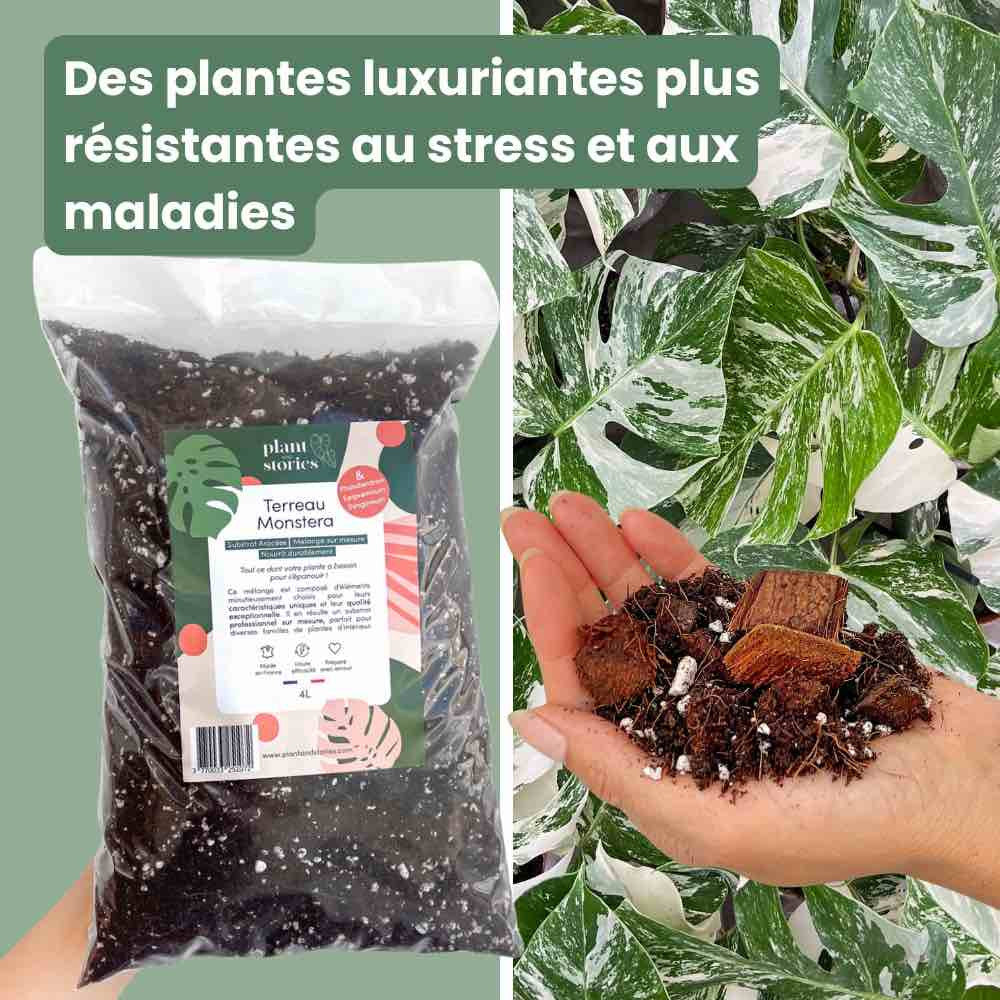 best substrate for monstera Monstera Potting Soil Enriched with Mycorrhizae, Bacillus, and Araceae – plantandstories