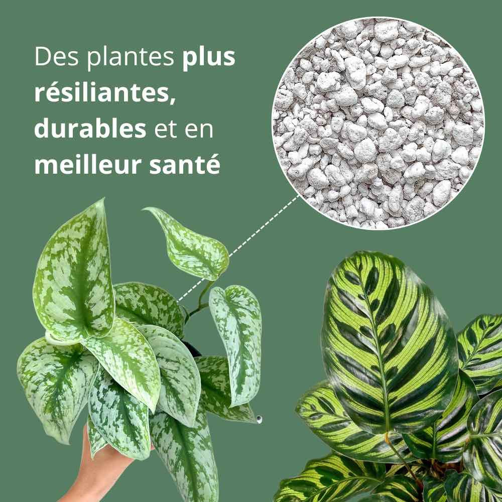 Perlite Horticole - Perlite pour plante