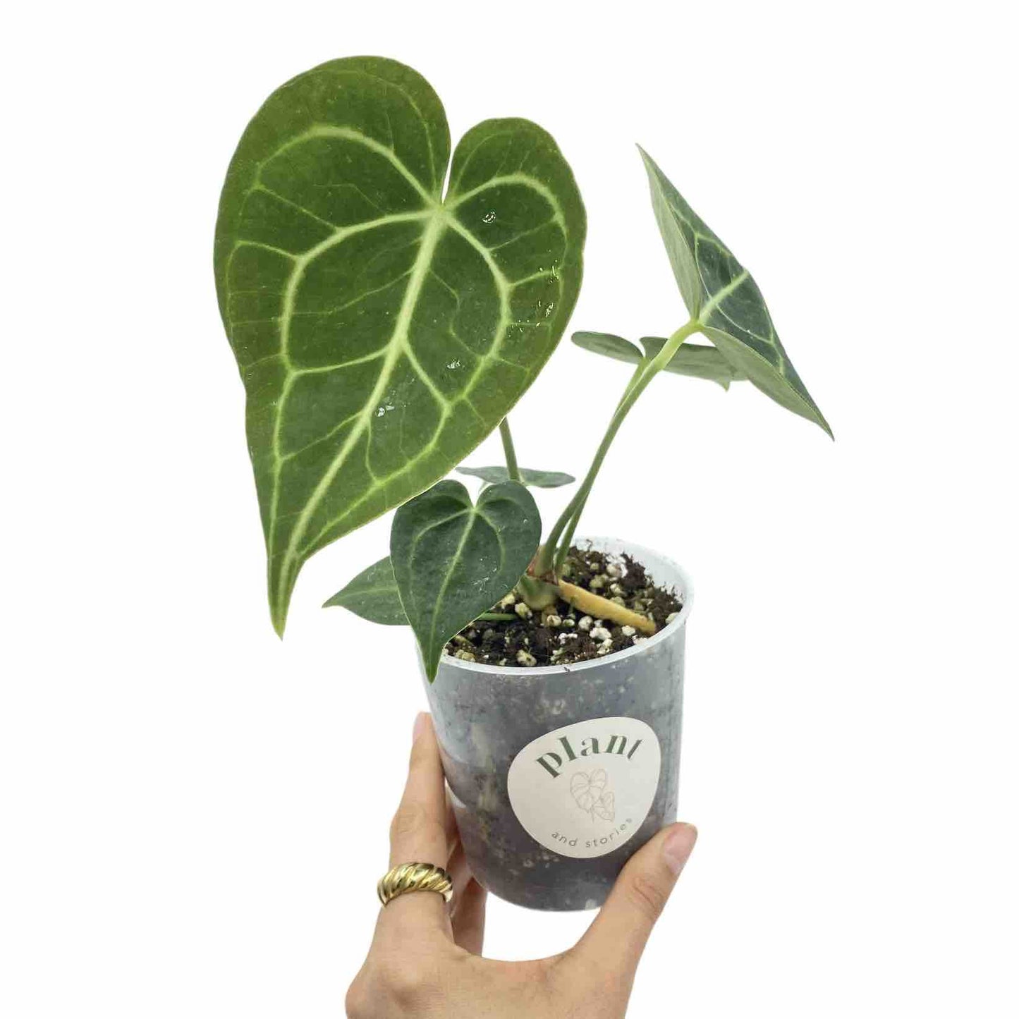 Anthurium Clarinervium