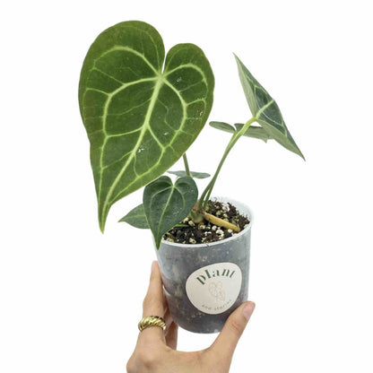 Anthurium Clarinervium