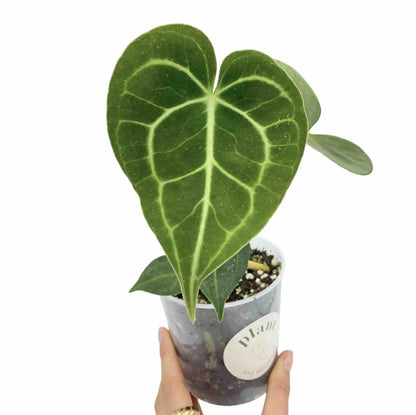 Anthurium Clarinervium