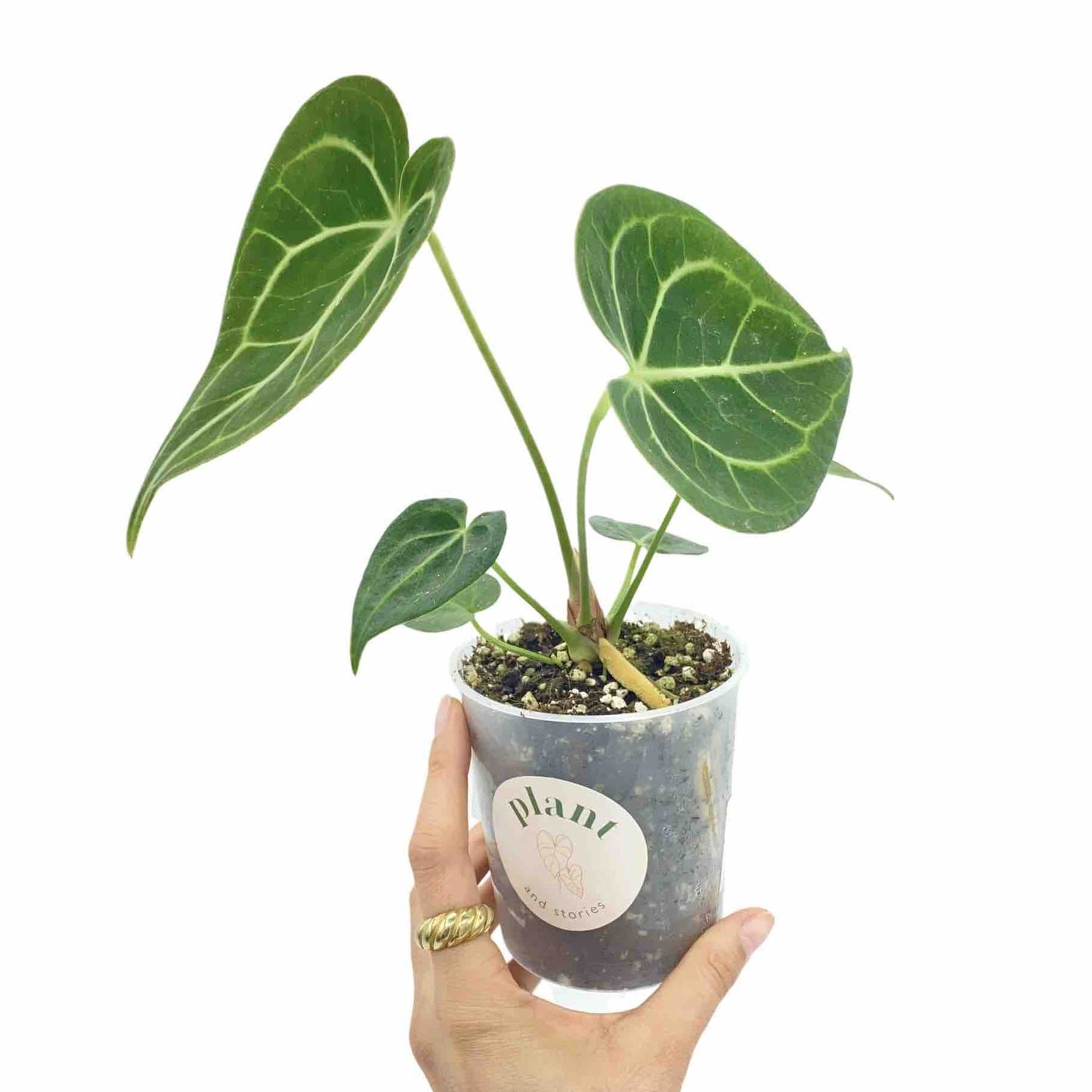 Anthurium Clarinervium