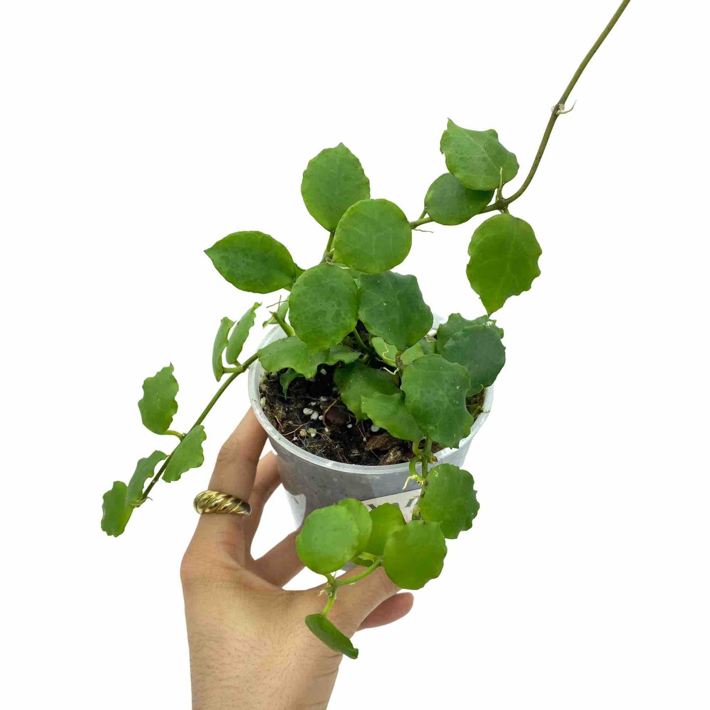 Hoya Endauensis