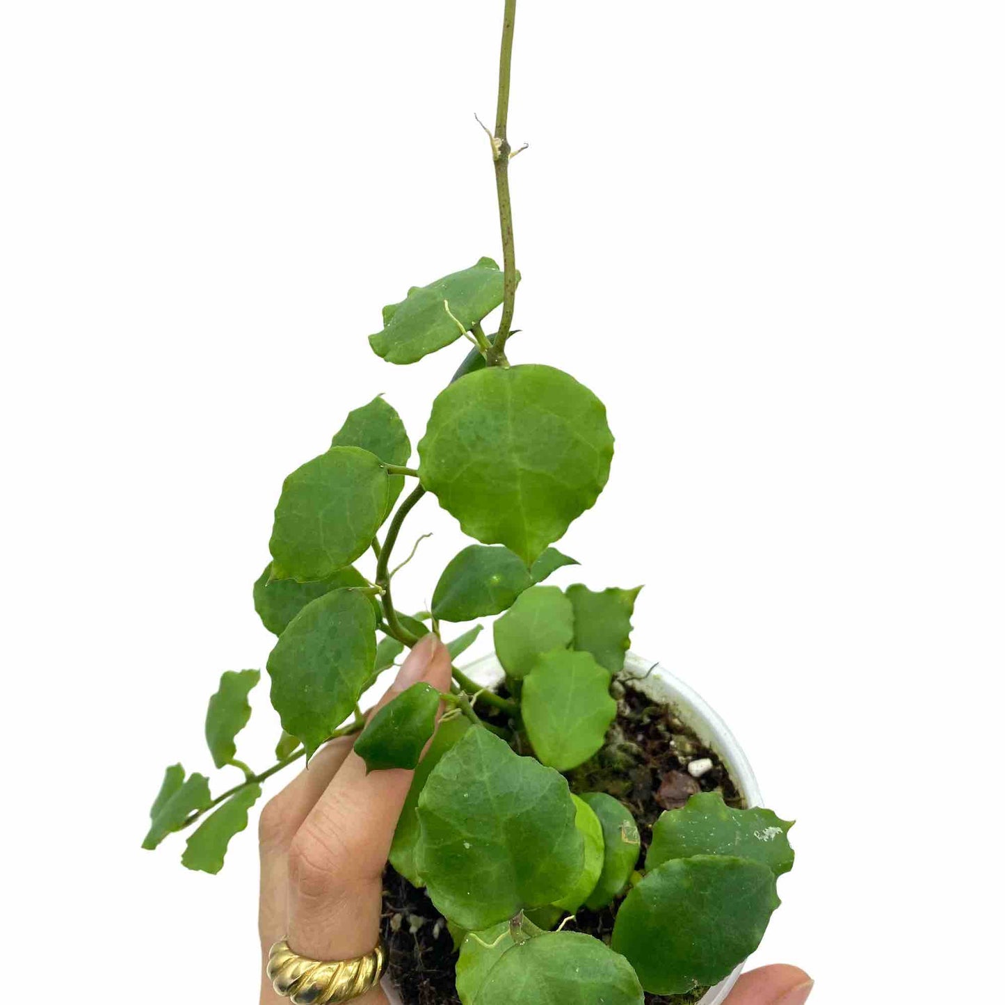 Hoya Endauensis