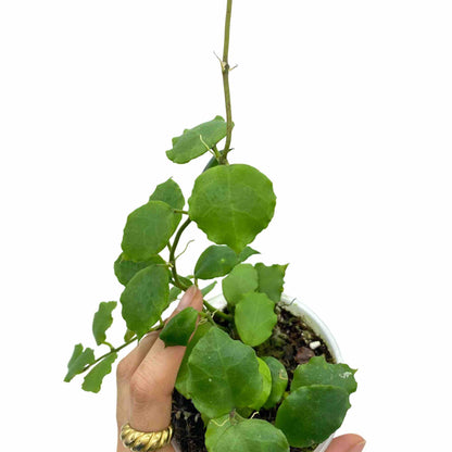 Hoya Endauensis