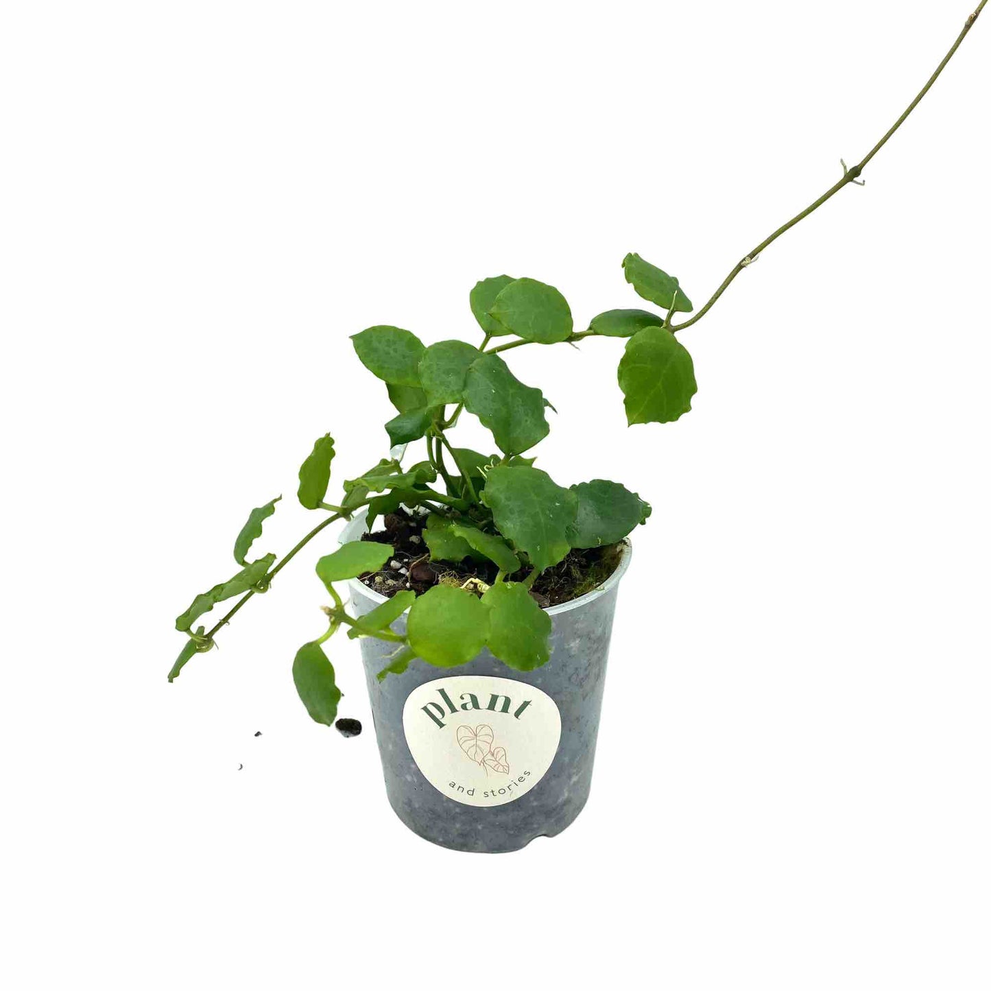 Hoya Endauensis