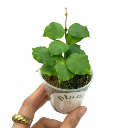 Hoya Endauensis