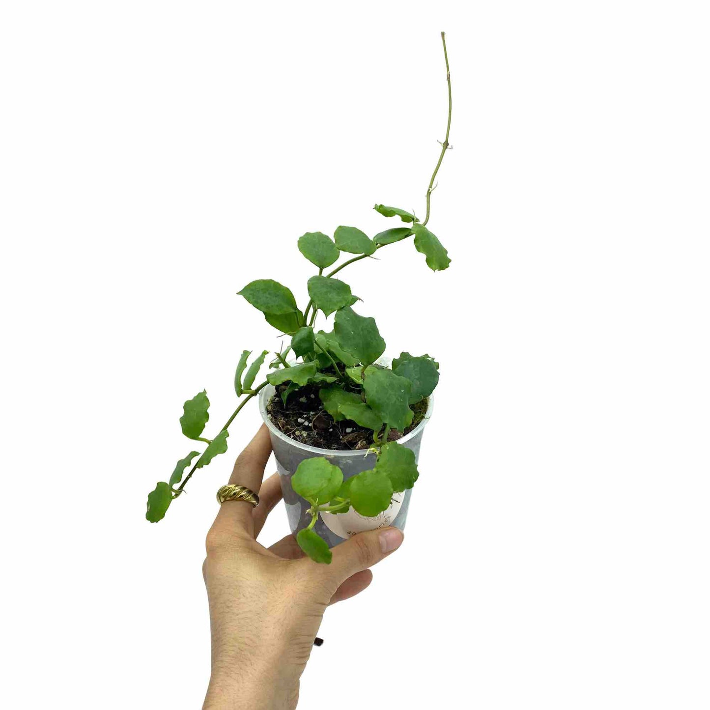 Hoya Endauensis