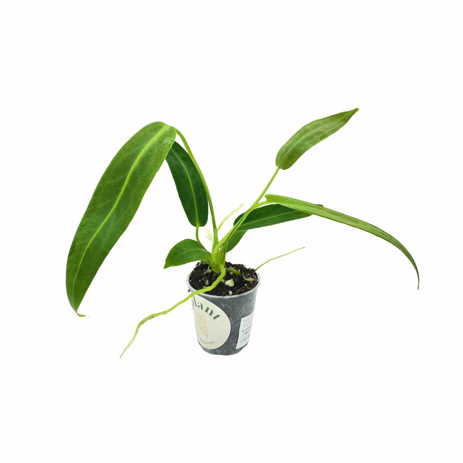 Anthurium Warocqueanum - plantandstories
