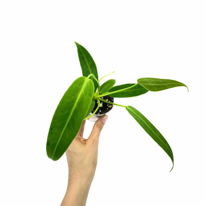 Anthurium Warocqueanum - plantandstories