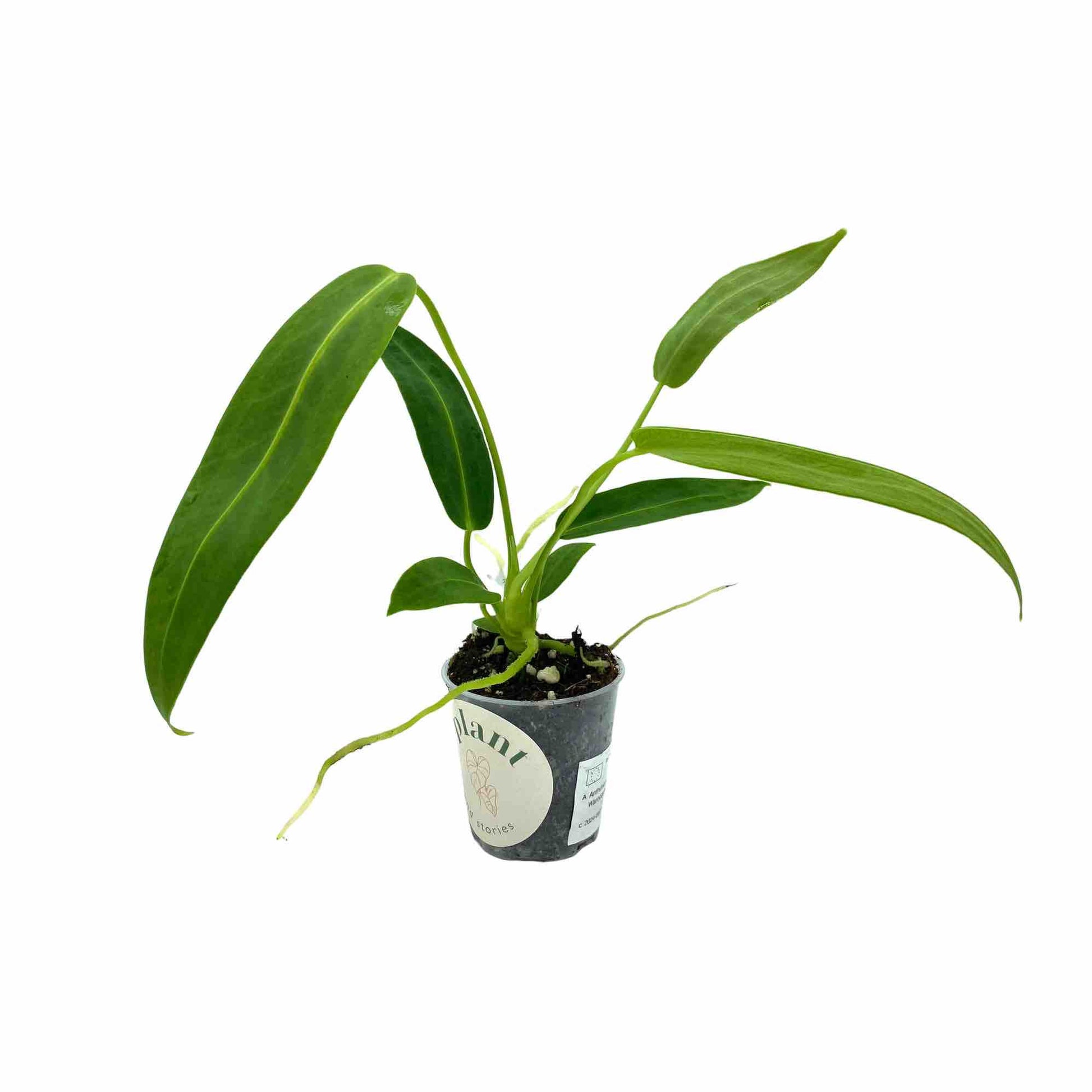 Anthurium Warocqueanum - plantandstories