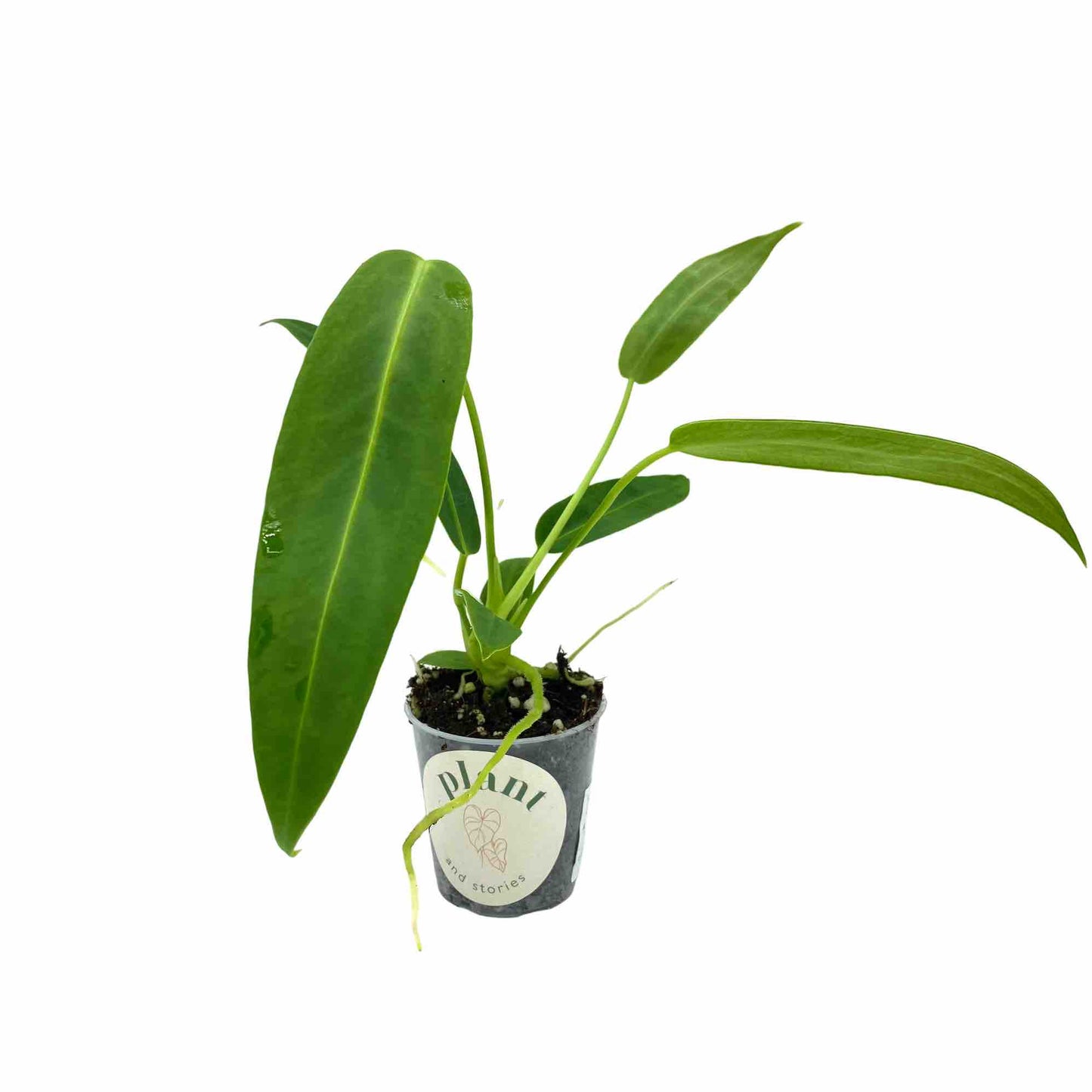 Anthurium Warocqueanum - plantandstories