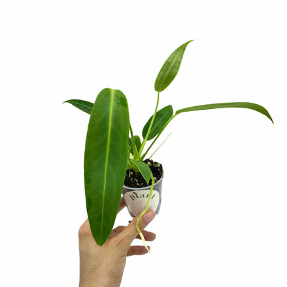 Anthurium Warocqueanum - plantandstories