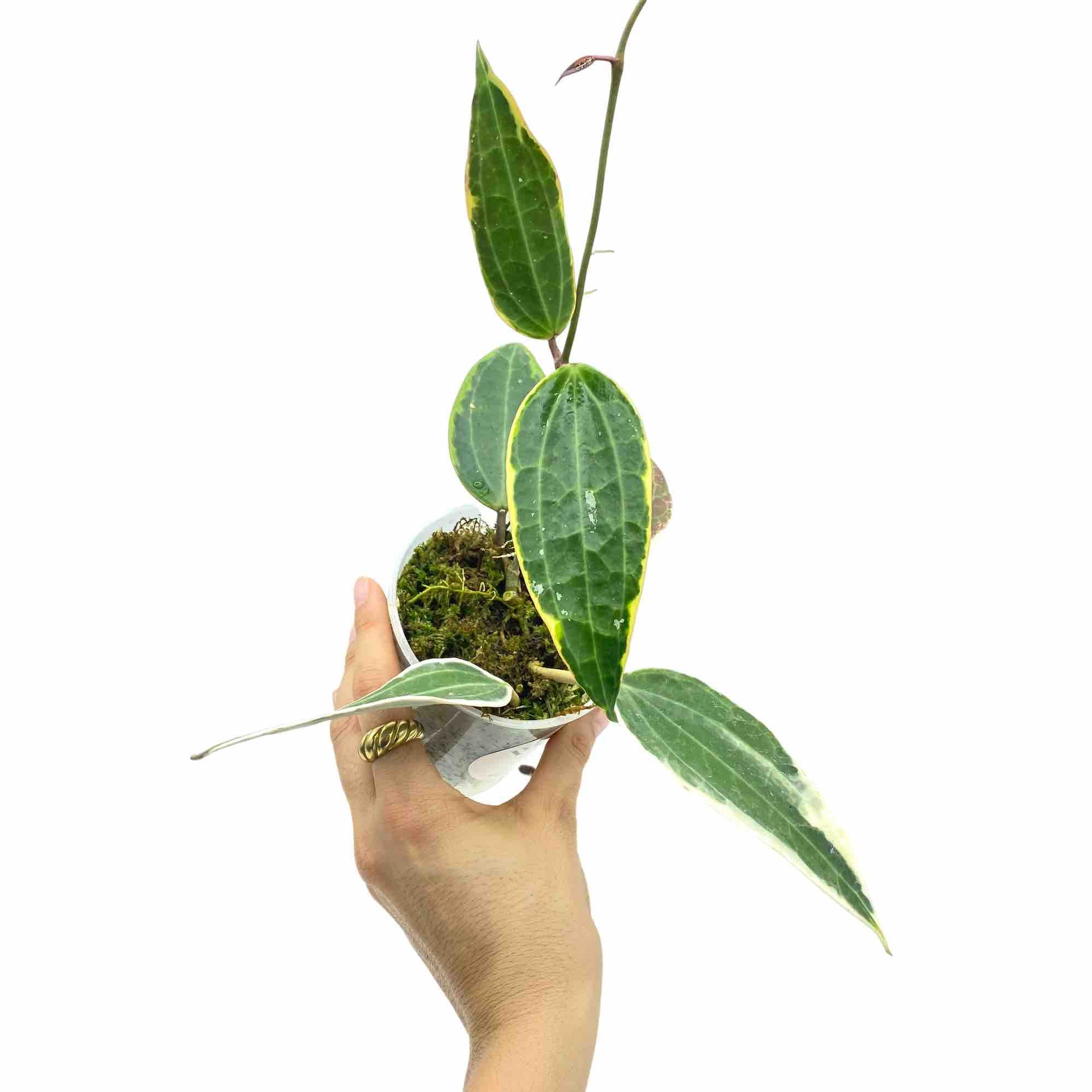 Hoya Latifolia Albomarginata Rare Plant Elegant Style