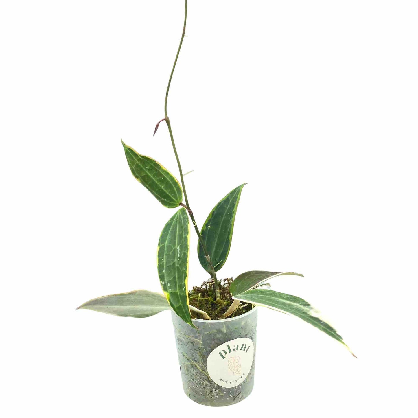 Hoya Latifolia Albomarginata