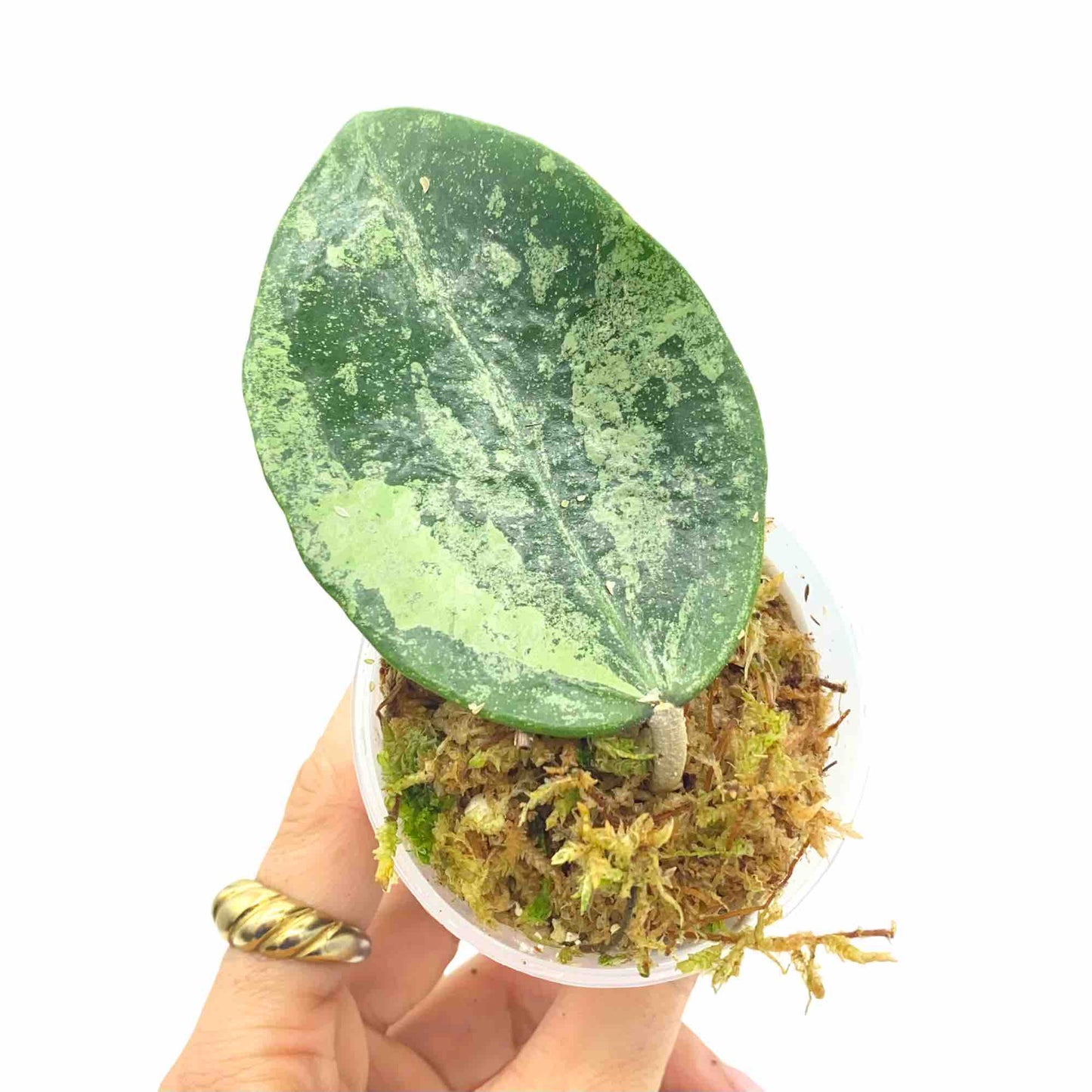 Hoya Verticillata Nganjuk