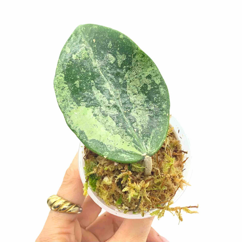 Hoya Verticillata Nganjuk