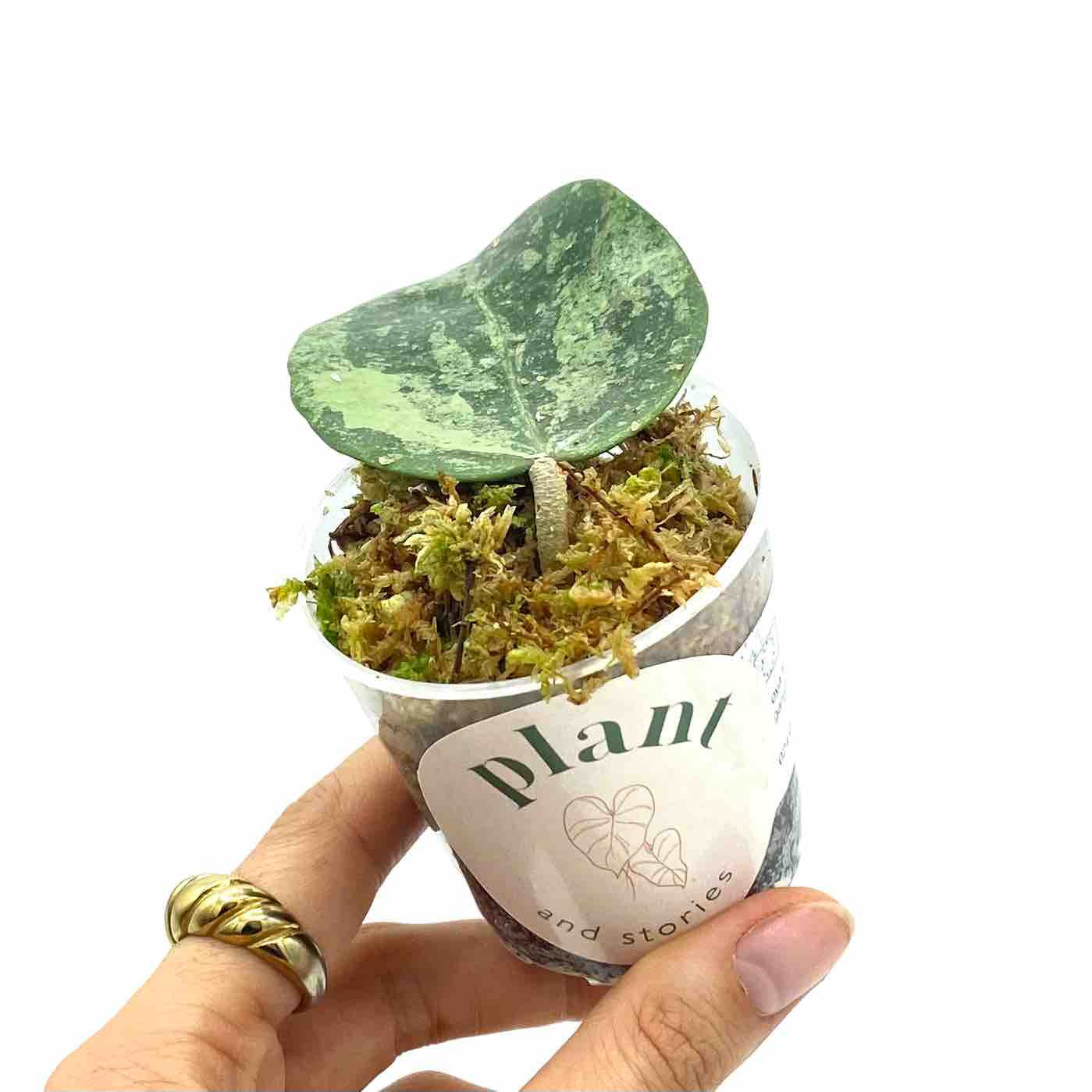 Hoya Verticillata Nganjuk