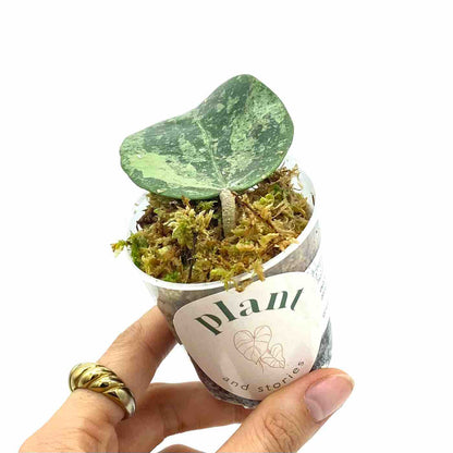 Hoya Verticillata Nganjuk