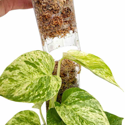 Pack of 3 transparent plant supports + 1m of free Velcro tape - Support for climbing plants