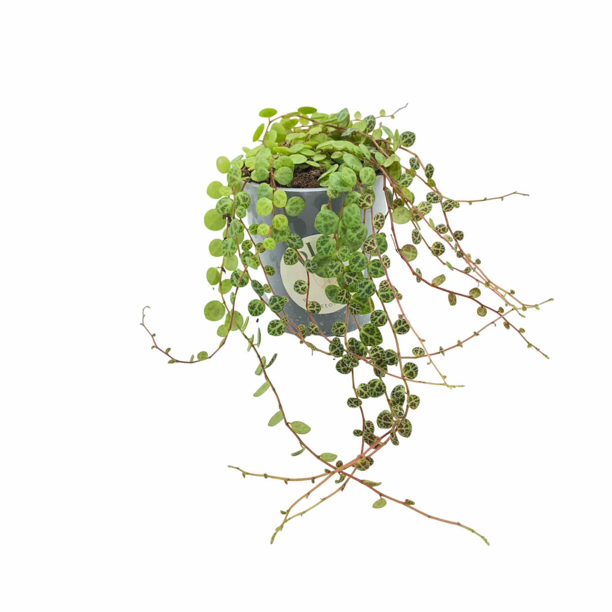 Peperomia Prostrata aux feuilles rondes vertes marbrées et aux longues tiges retombantes dans un pot gris foncé