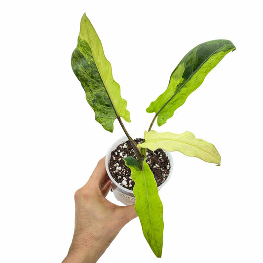 Une jeune Alocasia Lauterbachiana Variegata avec des feuilles vertes et jaunes ondulées dans un pot blanc transparent