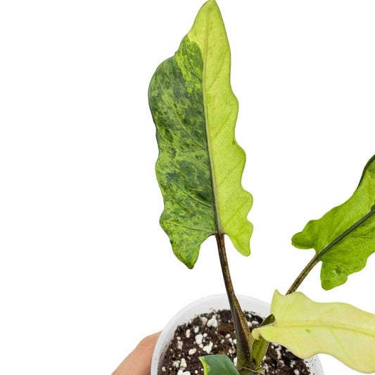 Une Alocasia Lauterbachiana Variegata aux feuilles dentelées vertes et jaunes mouchetées dans un pot blanc