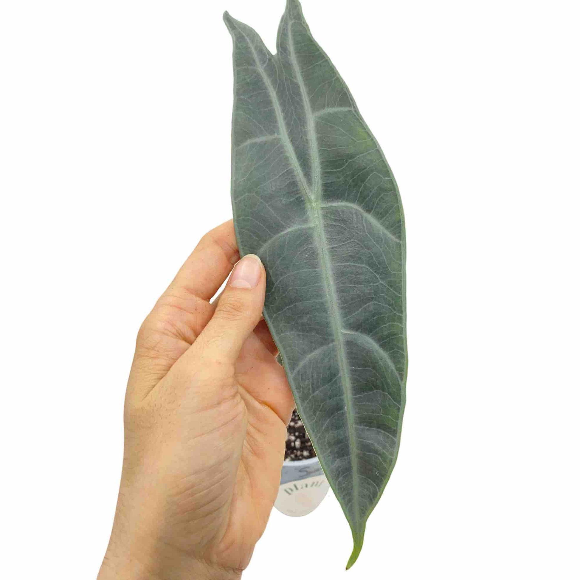 Feuille d'Alocasia Longiloba Silver vert foncé aux nervures argentées marquées, dans un pot blanc