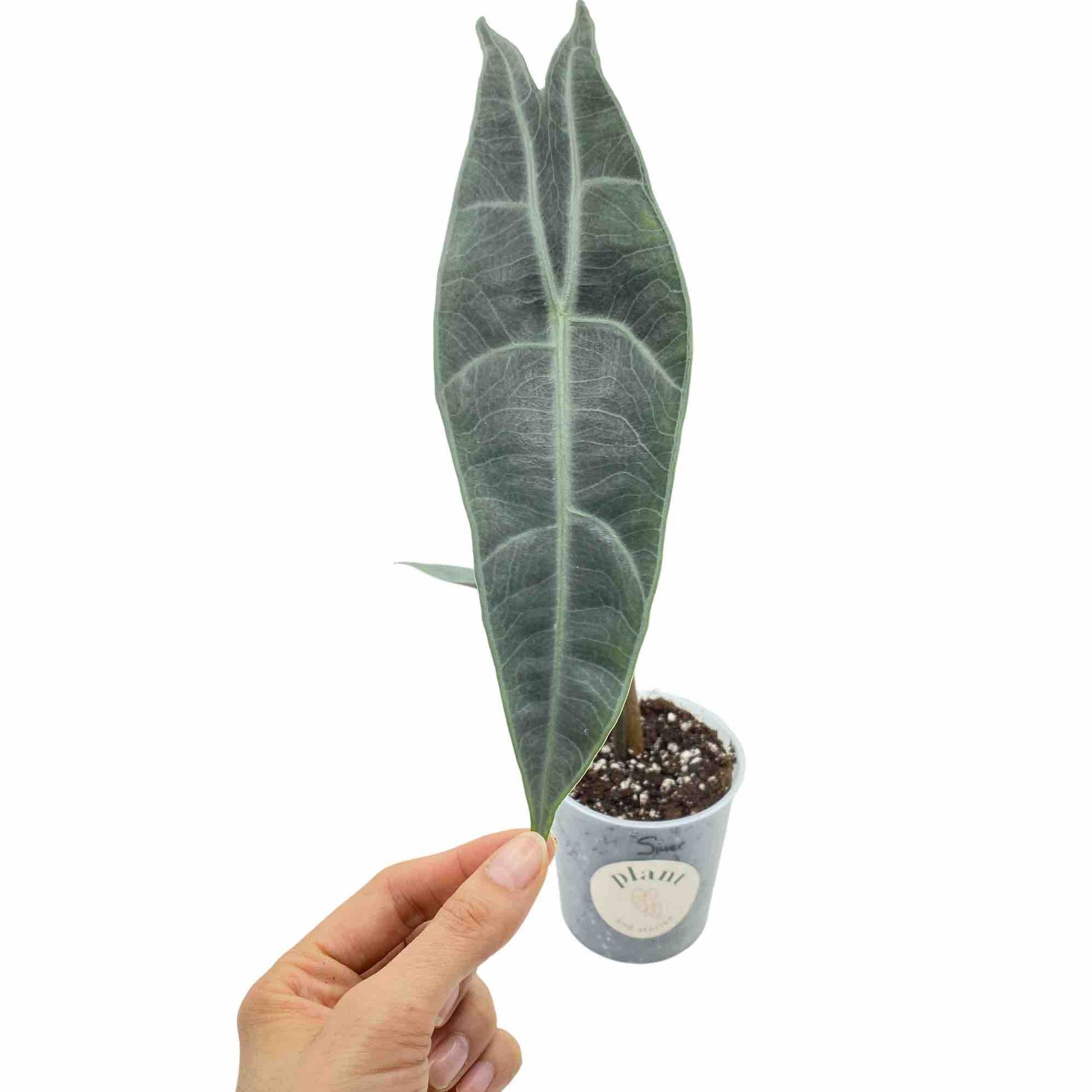 Alocasia Longiloba Silver avec une grande feuille allongée vert-argenté aux nervures marquées, dans un petit pot de culture