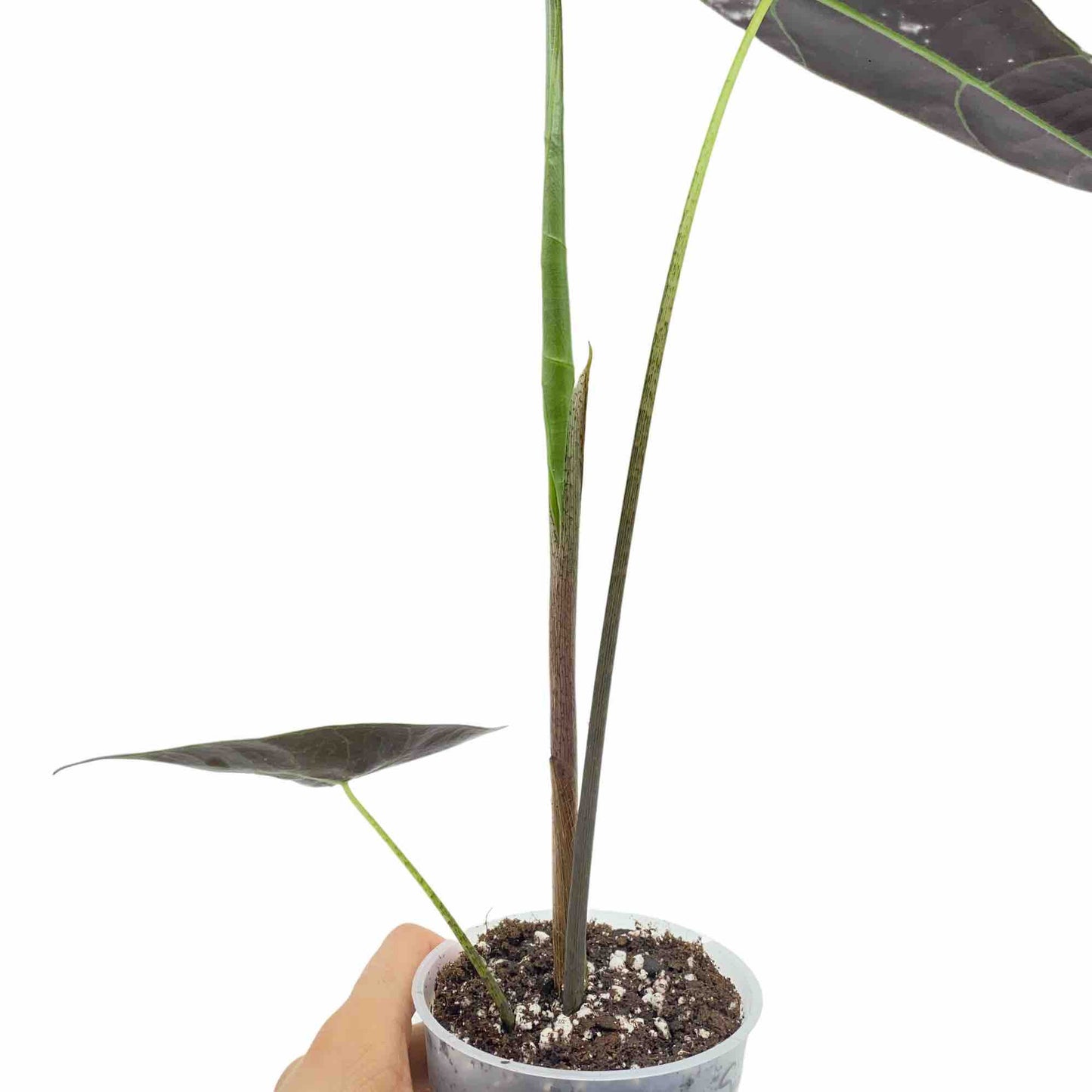 Jeune Alocasia Longiloba Silver avec ses feuilles d'un vert très foncé aux reflets métalliques dans un pot de culture