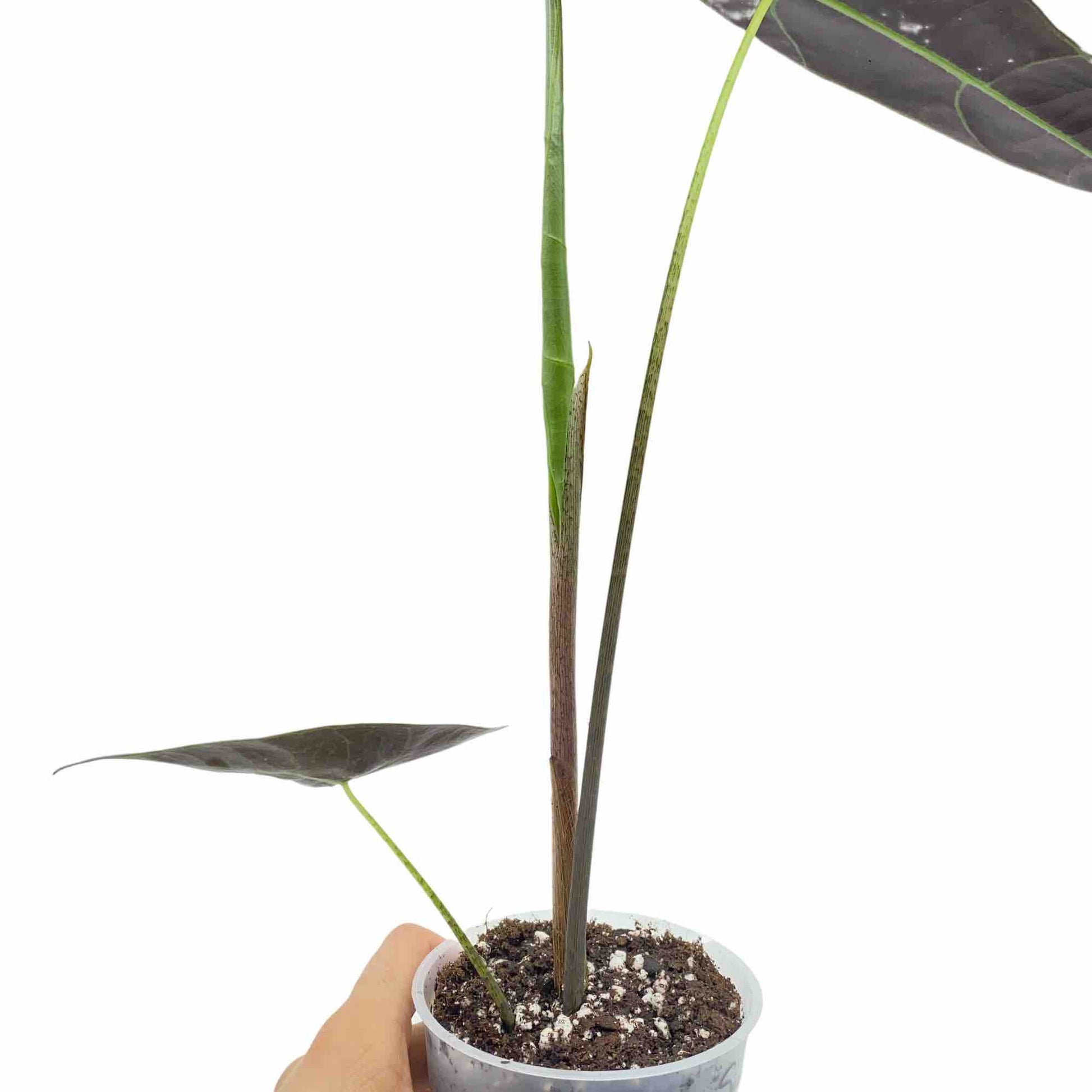 Jeune Alocasia Longiloba Silver avec ses feuilles d'un vert très foncé aux reflets métalliques dans un pot de culture