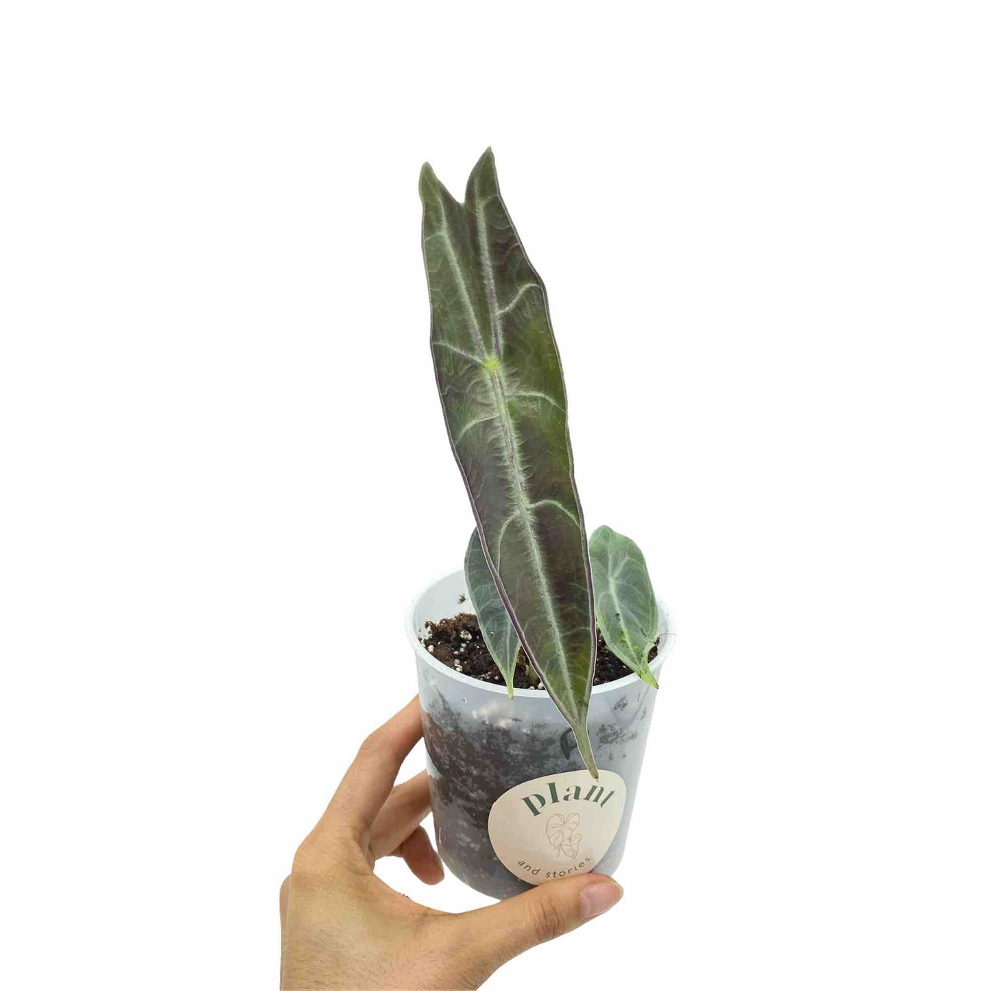 Alocasia Longiloba Purple