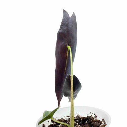 Alocasia Longiloba Purple