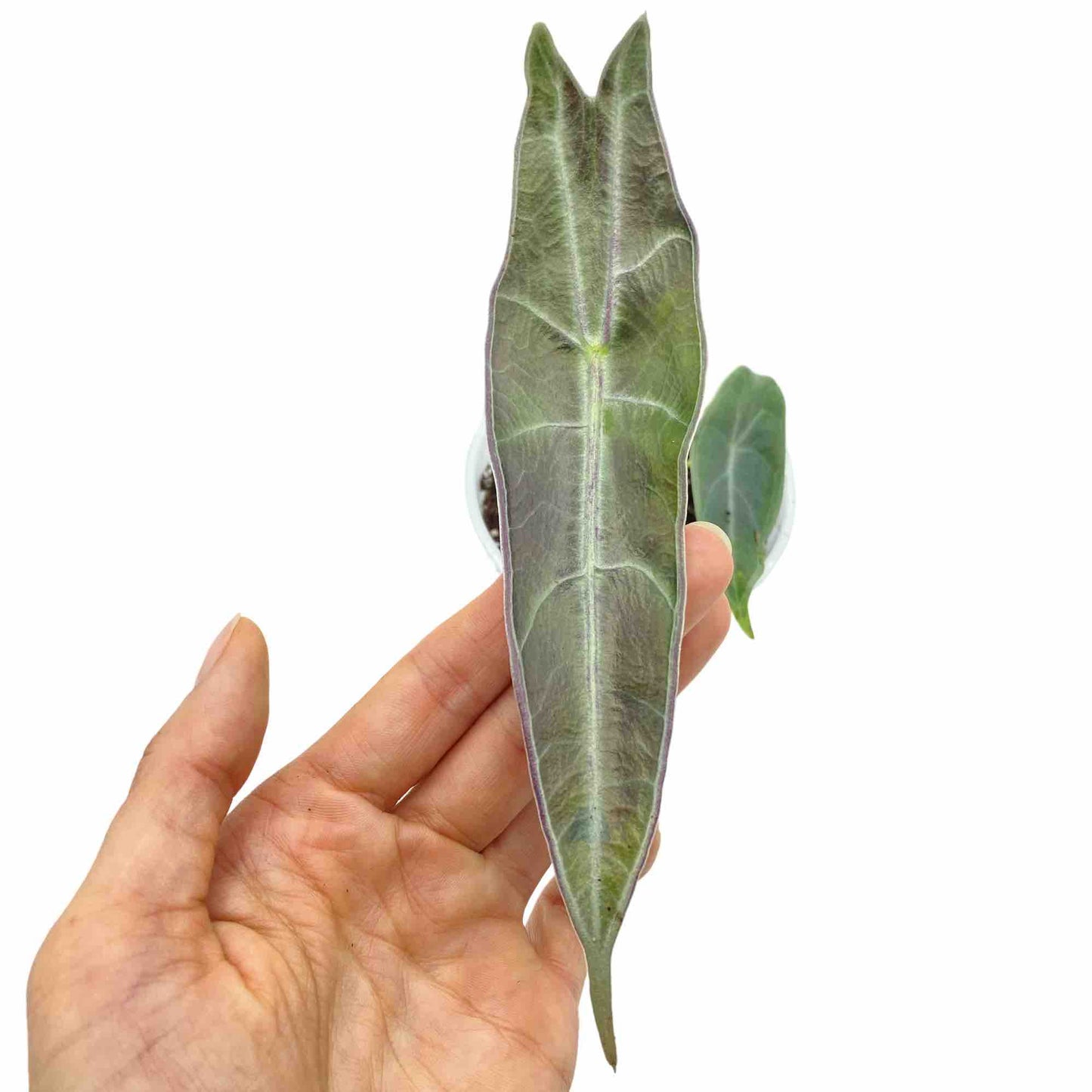 Alocasia Longiloba Purple